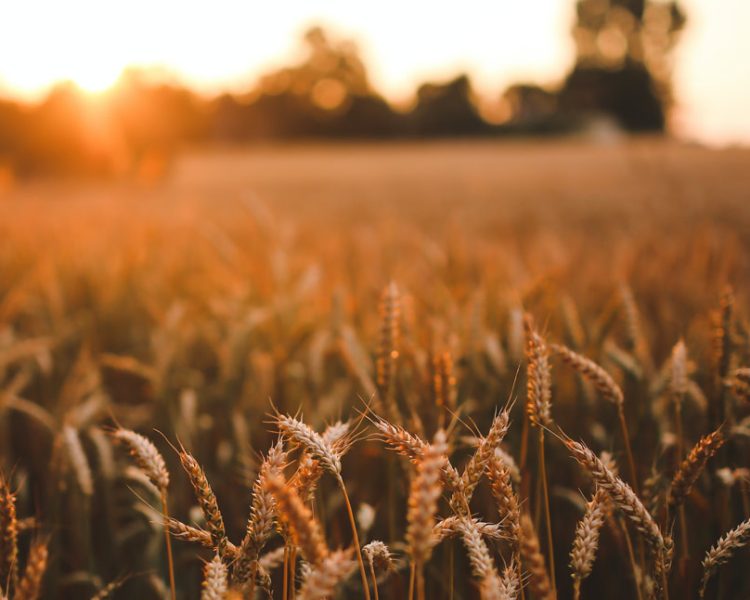 Otavi Mahangu Intake Announcement - 2020